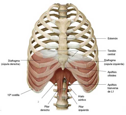 diaphragm core